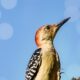 Woodpeckers are Really Great at Climbing