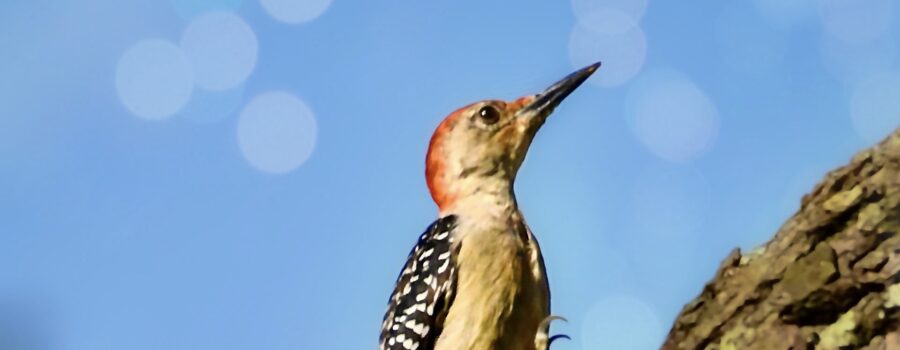 A beautiful little red bellied woodpecker marches up a tree trunk as easily as she walks on the ground.