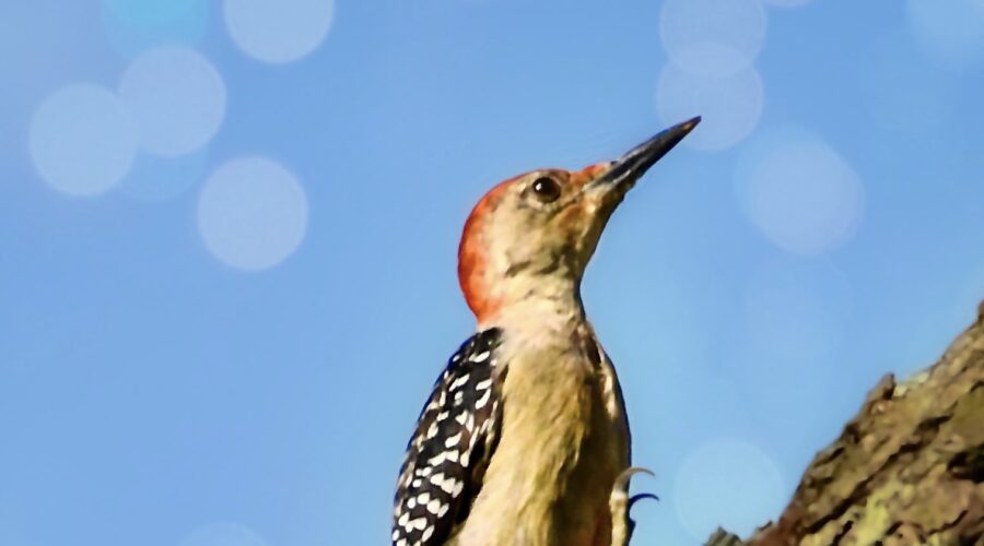 A beautiful little red bellied woodpecker marches up a tree trunk as easily as she walks on the ground.