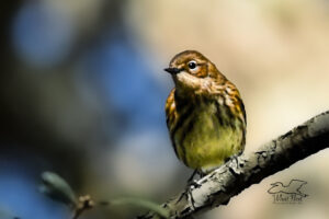 High up near the top of a live oak tree, a yellow rumped warbler sits and watches for insects to move.