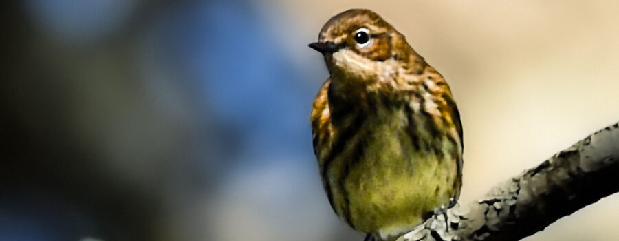 High up near the top of a live oak tree, a yellow rumped warbler sits and watches for insects to move.