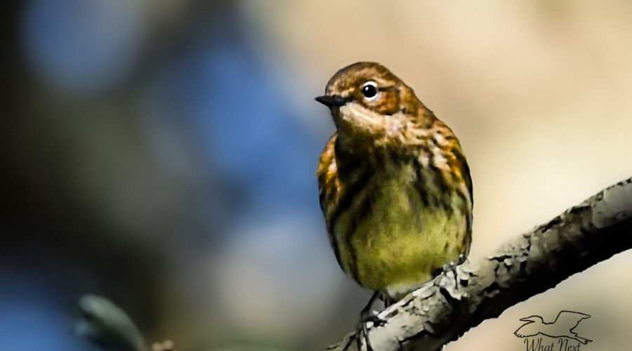 High up near the top of a live oak tree, a yellow rumped warbler sits and watches for insects to move.
