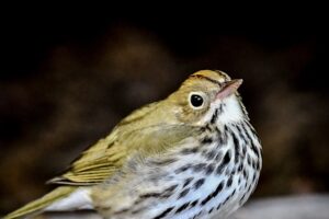 Oven birds are very shy and are very careful when they come out of the brush.