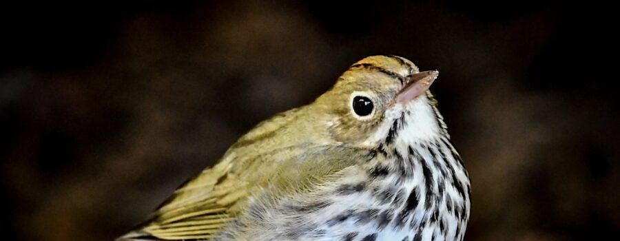 Oven birds are very shy and are very careful when they come out of the brush.