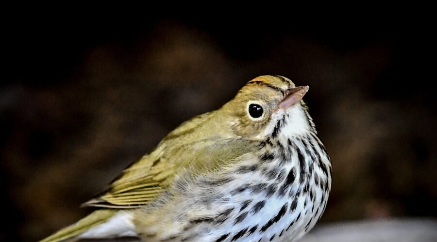Oven birds are very shy and are very careful when they come out of the brush.