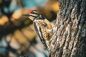 A yellow bellied sapsucker takes a short break from feeding to show off her namesake yellow belly.