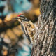 The Yellow Bellied Sapsucker is an Interesting Winter Woodpecker