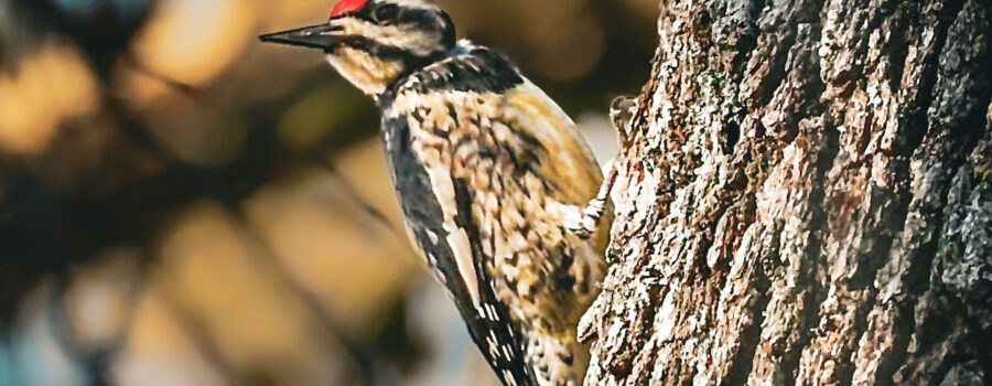A yellow bellied sapsucker takes a short break from feeding to show off her namesake yellow belly.