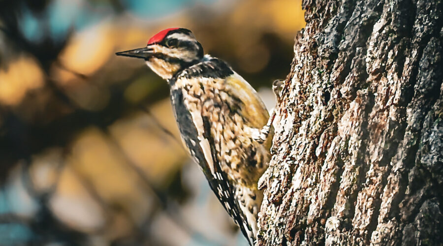 A yellow bellied sapsucker takes a short break from feeding to show off her namesake yellow belly.