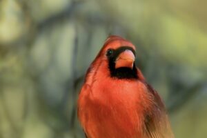 A handsome male cardinal sits quietly on a country fence surrounded by fall foliage.