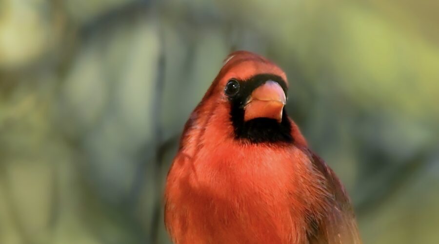 A handsome male cardinal sits quietly on a country fence surrounded by fall foliage.