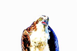 An osprey enjoys a meal of fresh fish after a successful hunt.