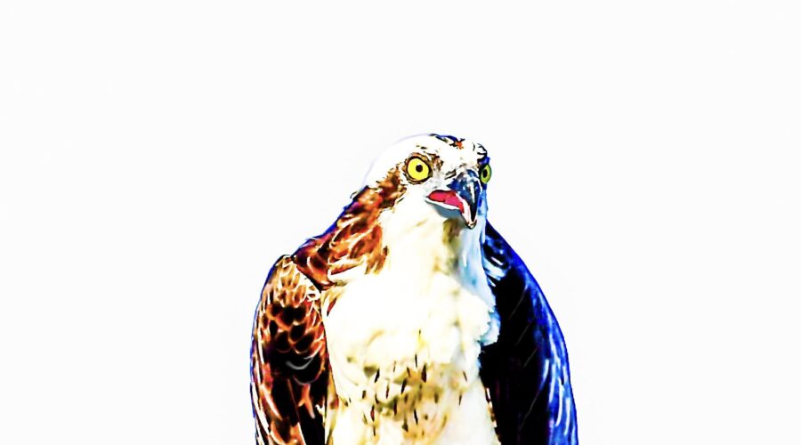 An osprey enjoys a meal of fresh fish after a successful hunt.