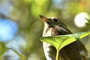 A beautiful hermit thrush sits on a beautyberry bush among clusters of berries.