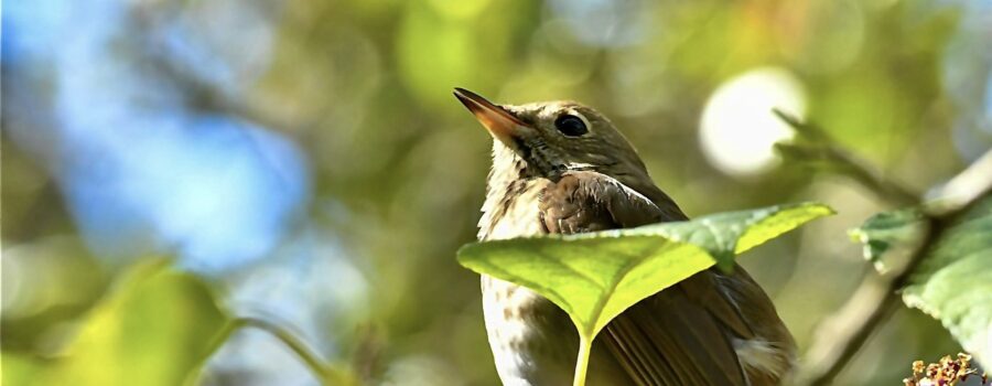 A beautiful hermit thrush sits on a beautyberry bush among clusters of berries.