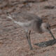 Willets are Interesting Florida Residents