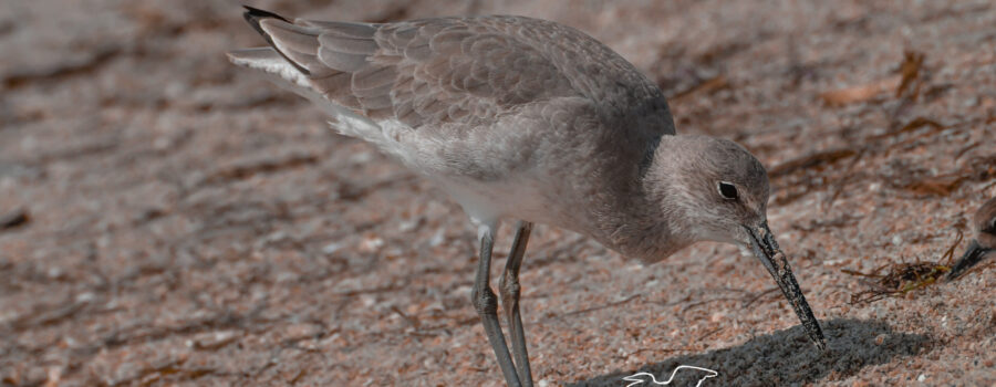 Willets search for food through a combination of searching the sand visually and by using its beak.