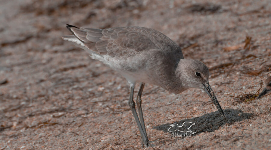 Willets search for food through a combination of searching the sand visually and by using its beak.