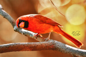 A perched male cardinal peers into the woods looking for his brothers.
