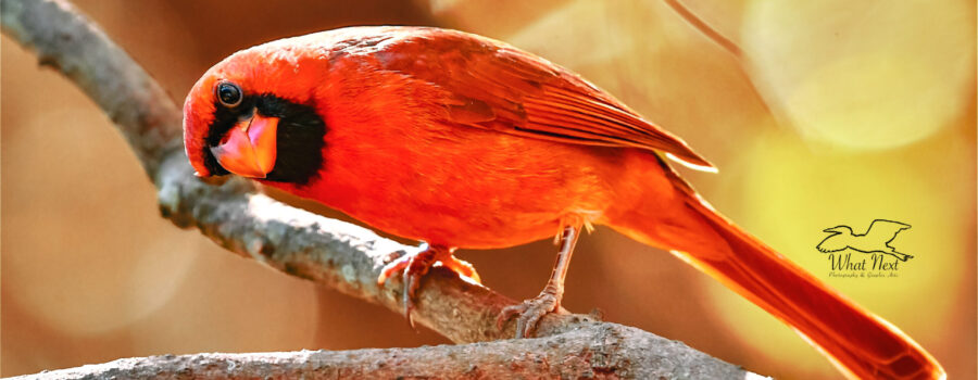 A perched male cardinal peers into the woods looking for his brothers.