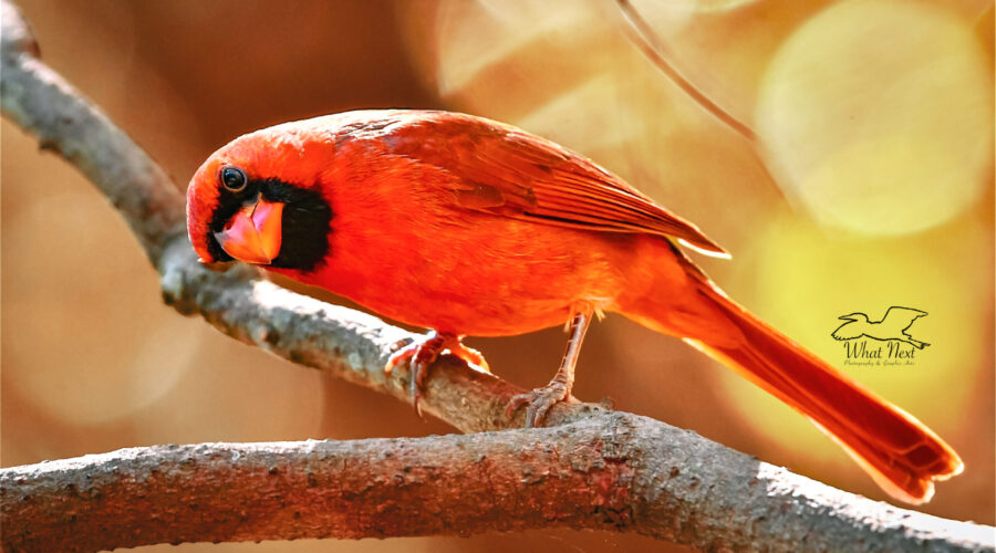 A perched male cardinal peers into the woods looking for his brothers.