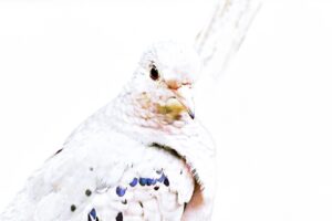 A common ground dove is depicted perched on a sapling branch in this high definition art work.