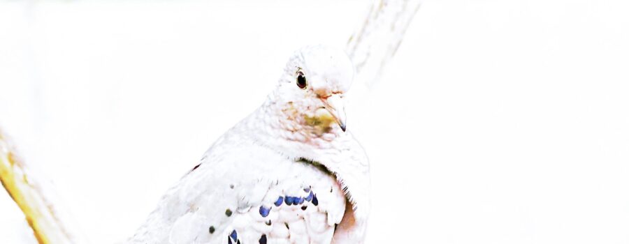 A common ground dove is depicted perched on a sapling branch in this high definition art work.
