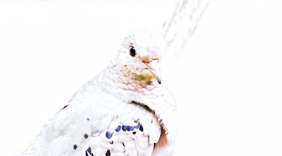 A common ground dove is depicted perched on a sapling branch in this high definition art work.