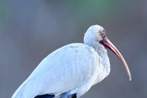 White ibis love to dig in the mud at low tide, but that can certainly lead to a muddy face and feet.
