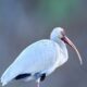 White Ibis Love to Forage in the Mud