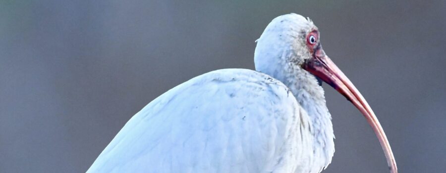 White ibis love to dig in the mud at low tide, but that can certainly lead to a muddy face and feet.