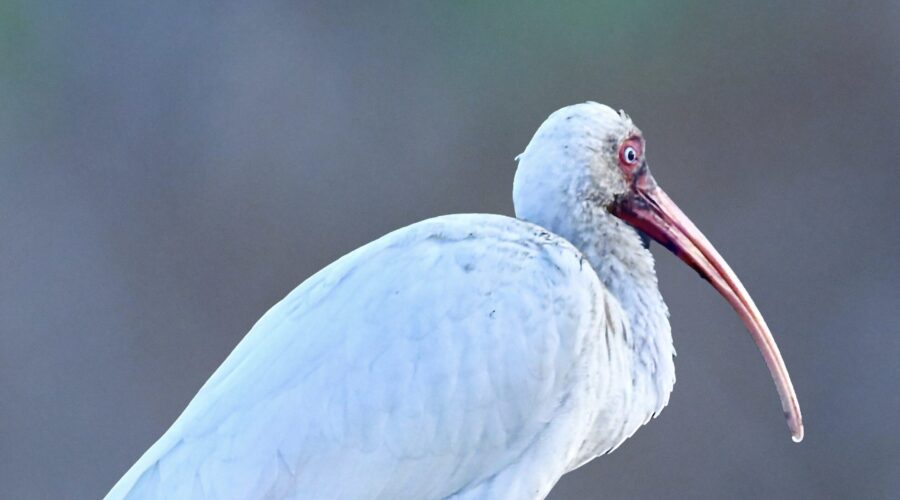 White ibis love to dig in the mud at low tide, but that can certainly lead to a muddy face and feet.