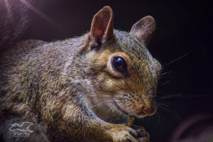 An eastern grey squirrels noshes on a tasty dried mealworm snack.