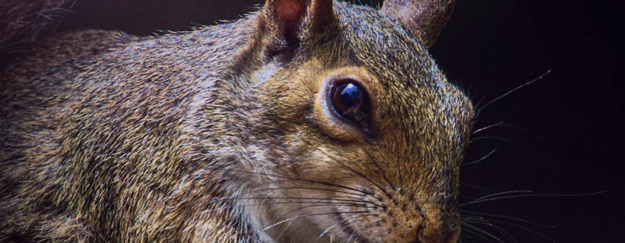 An eastern grey squirrels noshes on a tasty dried mealworm snack.