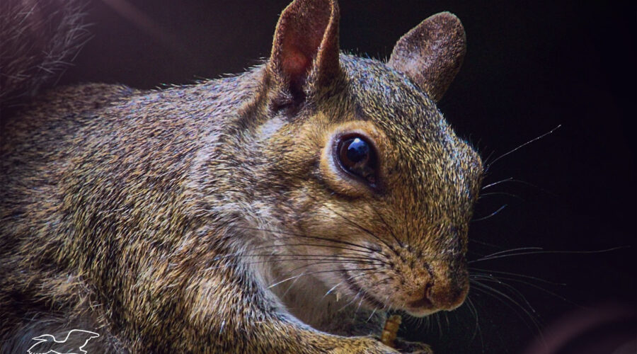 An eastern grey squirrels noshes on a tasty dried mealworm snack.