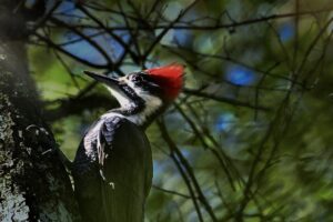 A pileated woodpecker climbs a tree towards the sun on a cool morning.