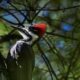 Pileated Woodpeckers Love to Follow the Sun