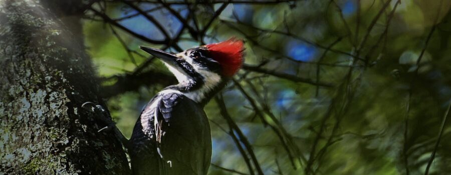 A pileated woodpecker climbs a tree towards the sun on a cool morning.