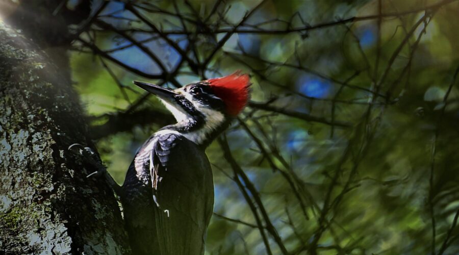 A pileated woodpecker climbs a tree towards the sun on a cool morning.