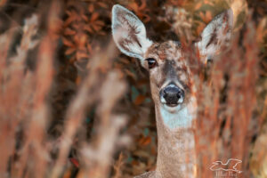 Autumn is a Great Time for Spotting Deer