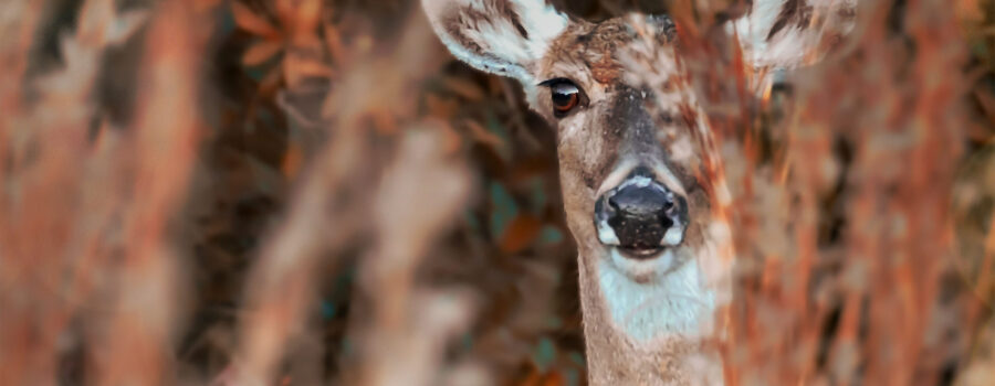 Autumn is a Great Time for Spotting Deer