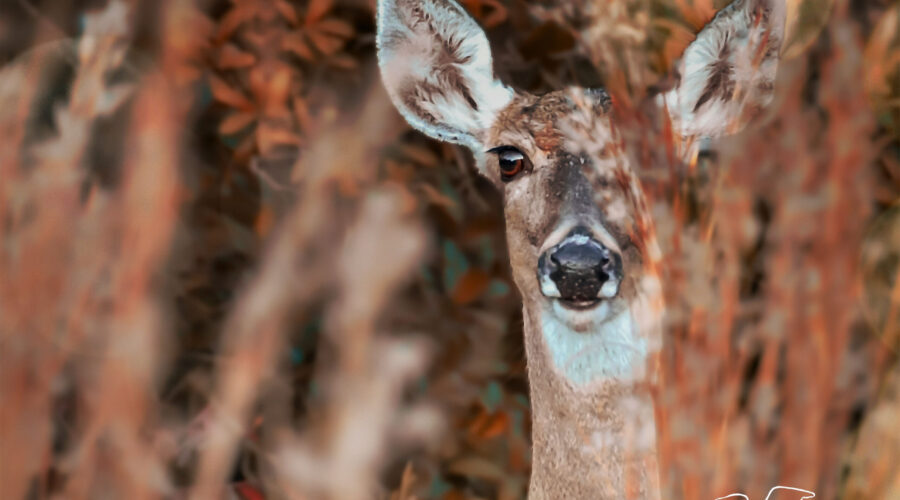 Autumn is a Great Time for Spotting Deer