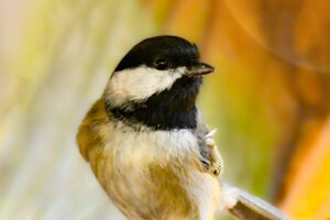 An adorable little Carolina chickadee strikes a pose on a wooden perch.