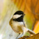 Carolina Chickadees Can be Very Charming Little Birds