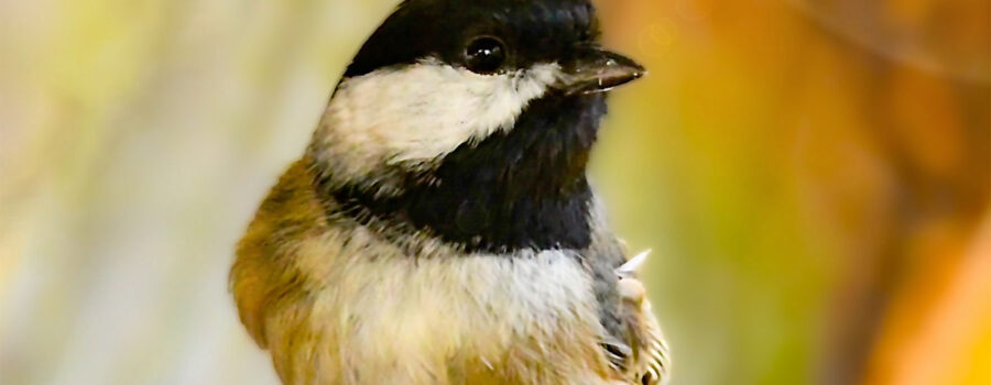 An adorable little Carolina chickadee strikes a pose on a wooden perch.