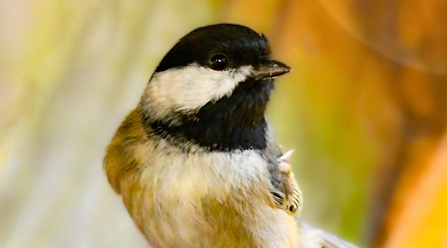 An adorable little Carolina chickadee strikes a pose on a wooden perch.