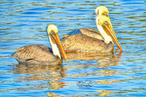 Three male brown pelicans float peacefully on the waters off a beautiful beach.
