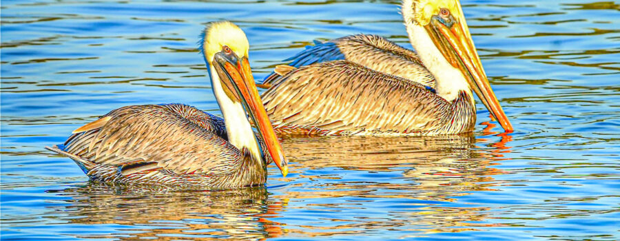 Three male brown pelicans float peacefully on the waters off a beautiful beach.