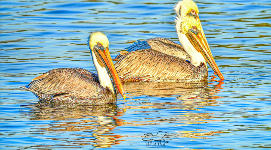 Three male brown pelicans float peacefully on the waters off a beautiful beach.