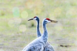 A pair of sandhill cranes stand side by side looking in opposite directions forming an X with their bodies.